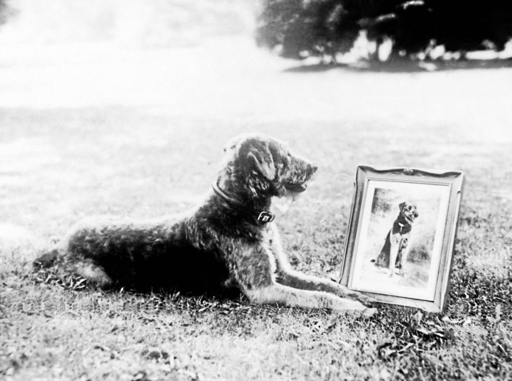 Laddie Boy, 1922